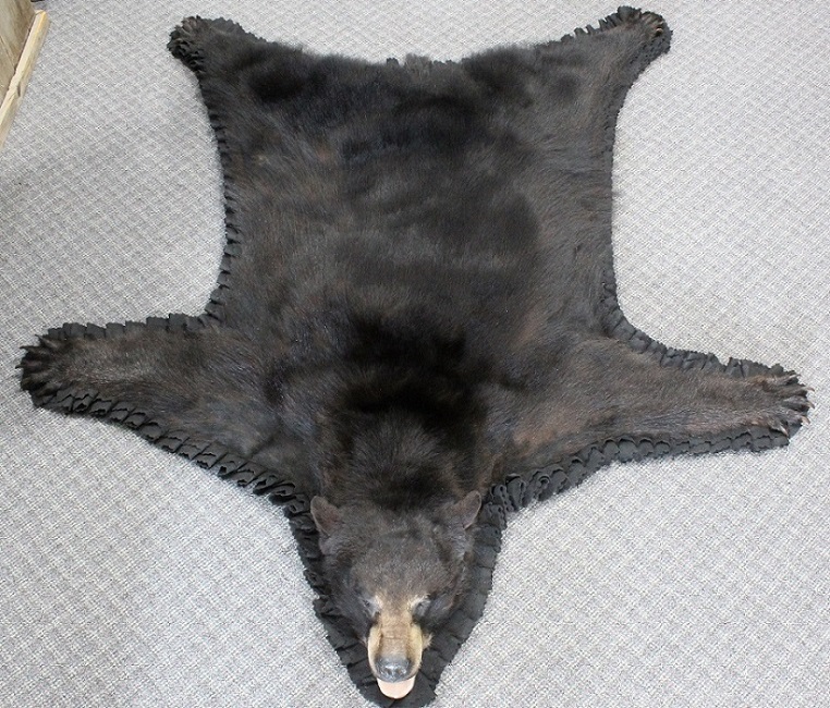 Rugs For Measuring At 77 This Gorgeous New Black Bear Rug Has Beautiful Thick Fur Double Felt Border