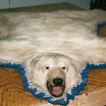 Polar Bear